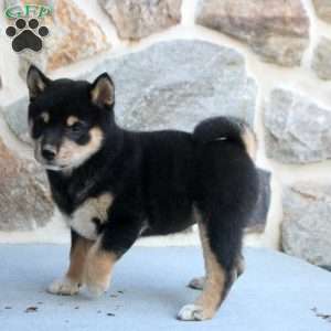 Sunflower, Shiba Inu Puppy