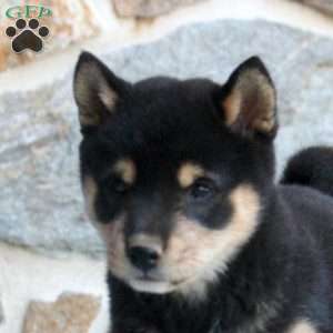 Sunflower, Shiba Inu Puppy