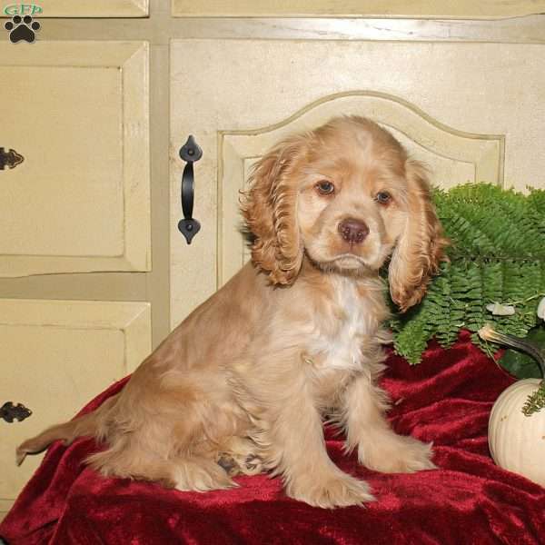 Sunny, Cocker Spaniel Puppy