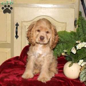 Sunny, Cocker Spaniel Puppy