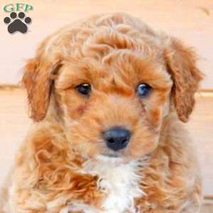 Sunny, Mini Goldendoodle Puppy