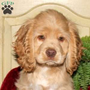 Sunny, Cocker Spaniel Puppy