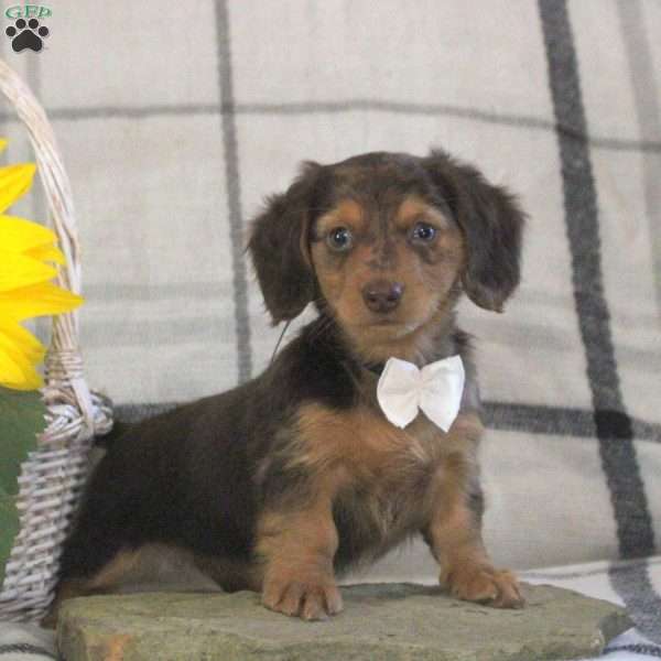 Sunshine, Dachshund Puppy