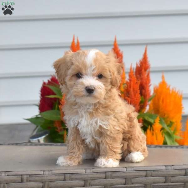 Sunshine, Maltipoo Puppy