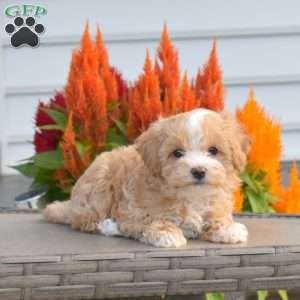 Sunshine, Maltipoo Puppy
