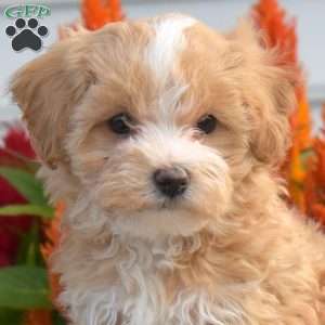 Sunshine, Maltipoo Puppy