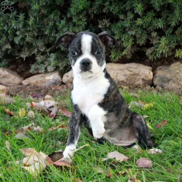 Susie, Boston Terrier Puppy