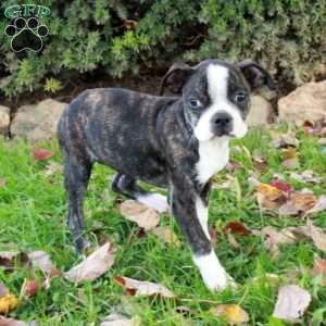 Susie, Boston Terrier Puppy