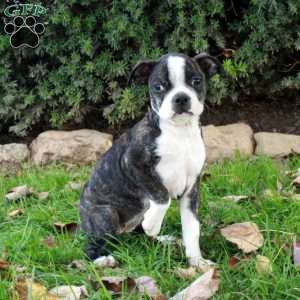 Susie, Boston Terrier Puppy