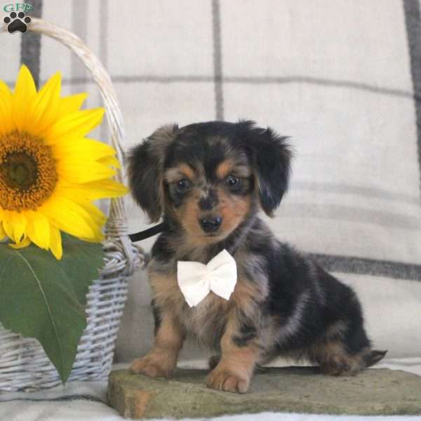 Suzi, Dachshund Puppy