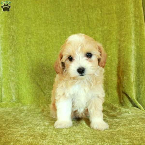 Sweetie, Havapoo Puppy