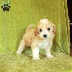 Sweetie, Havapoo Puppy