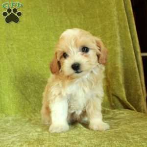 Sweetie, Havapoo Puppy