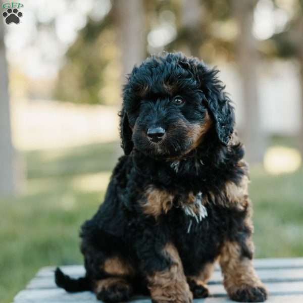 Sydney, Mini Bernedoodle Puppy