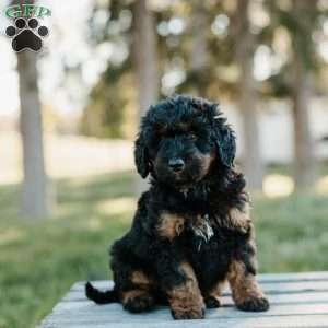 Sydney, Mini Bernedoodle Puppy