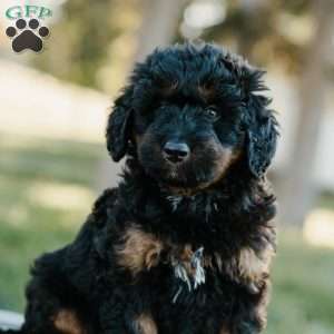 Sydney, Mini Bernedoodle Puppy