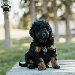 Sydney, Mini Bernedoodle Puppy