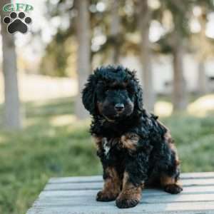Sydney, Mini Bernedoodle Puppy