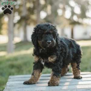 Sydney, Mini Bernedoodle Puppy