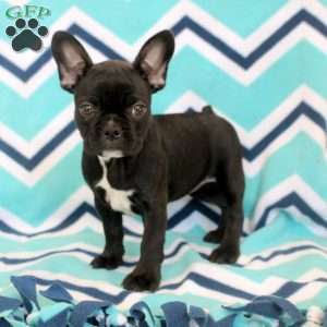 Sylvie, Frenchton Puppy