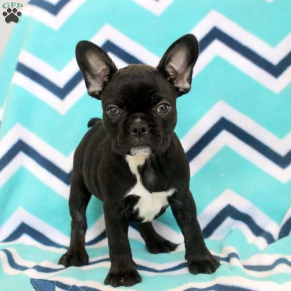 Sylvie, Frenchton Puppy