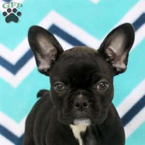 Sylvie, Frenchton Puppy