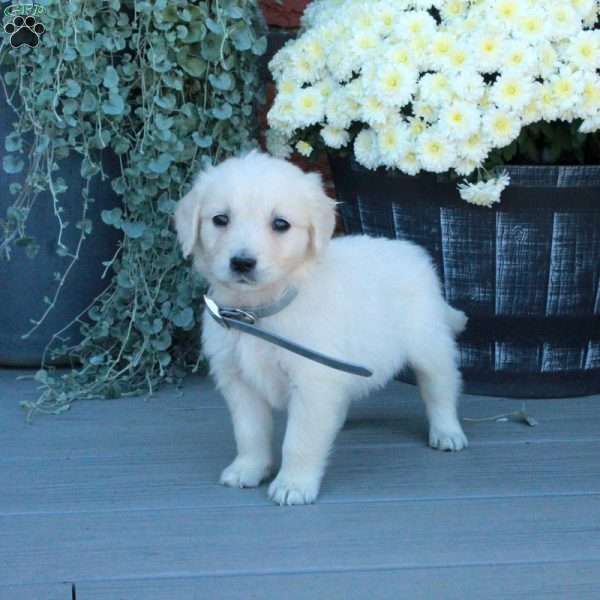 Tabby, English Cream Golden Retriever Puppy
