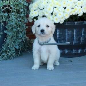 Tabby, English Cream Golden Retriever Puppy