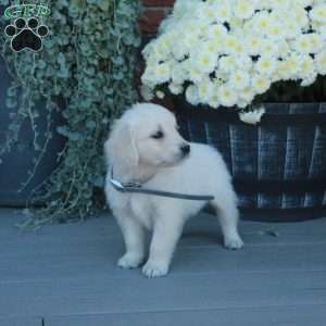 Tabby, English Cream Golden Retriever Puppy