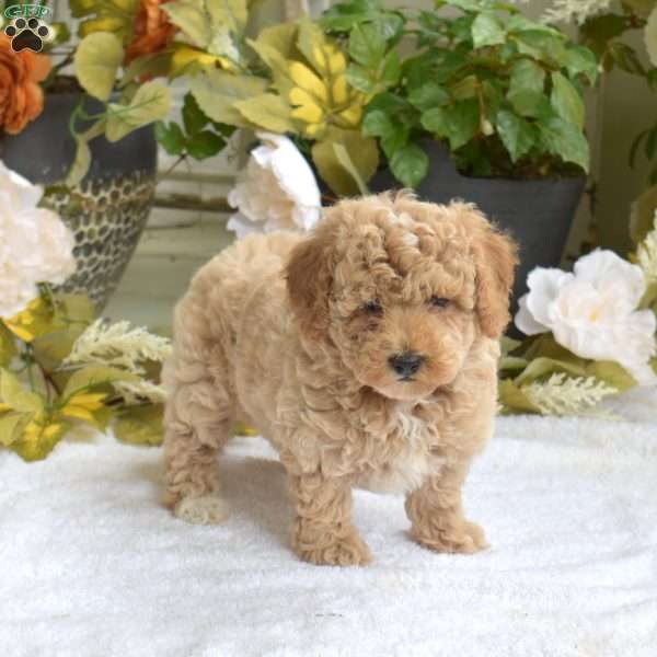 Taffy, Bich-Poo Puppy