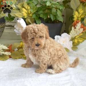Taffy, Bich-Poo Puppy