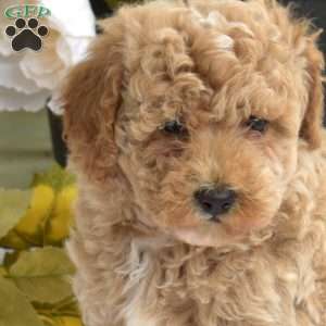 Taffy, Bich-Poo Puppy