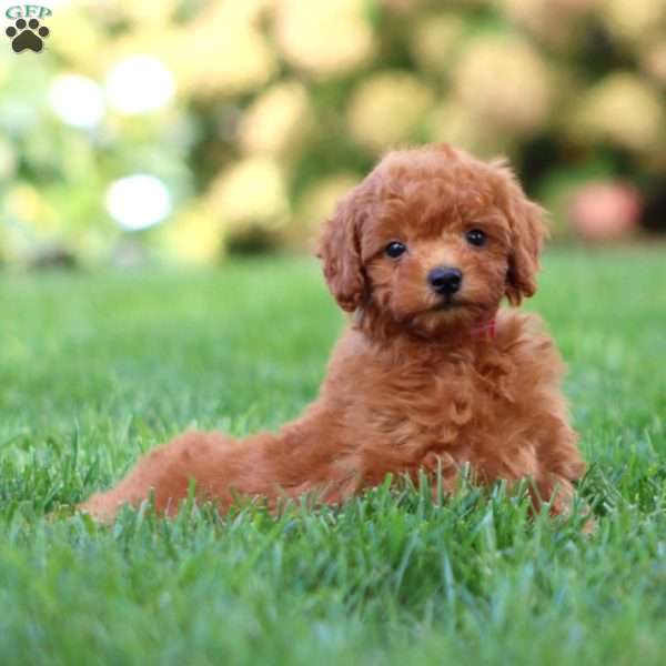 Talent, Miniature Poodle Puppy