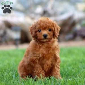 Talent, Miniature Poodle Puppy