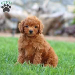 Talent, Miniature Poodle Puppy