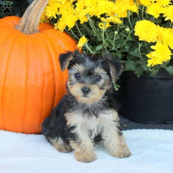 Tammy, Havashire Puppy