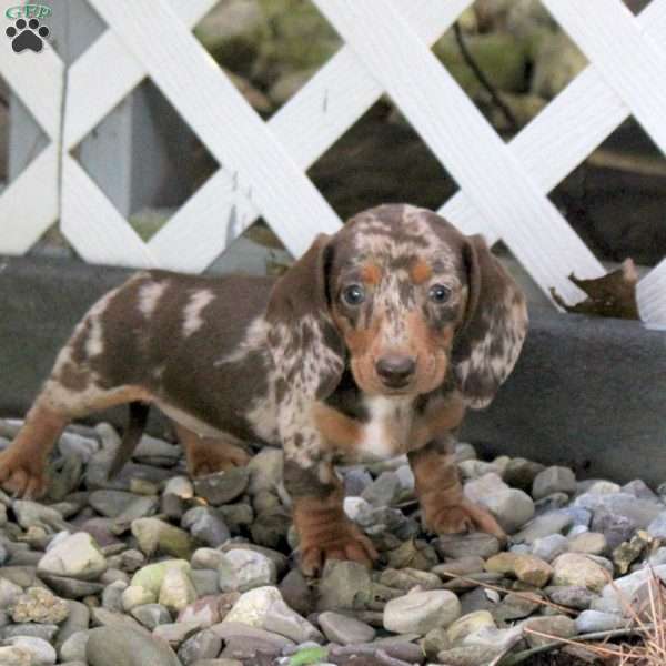 Tammy, Dachshund Puppy