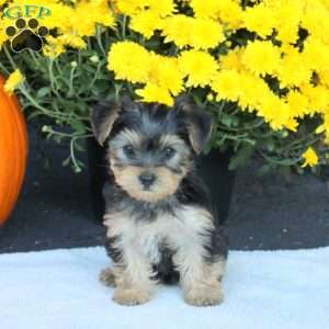 Tammy, Havashire Puppy