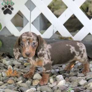 Tammy, Dachshund Puppy