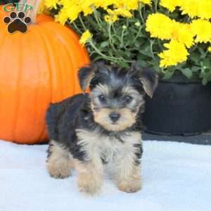 Tammy, Havashire Puppy