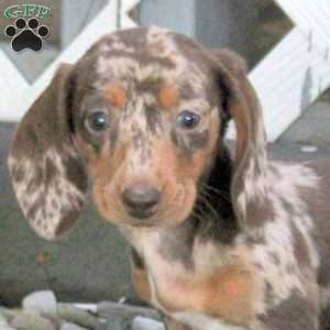 Tammy, Dachshund Puppy
