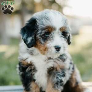 Tammy, Mini Bernedoodle Puppy