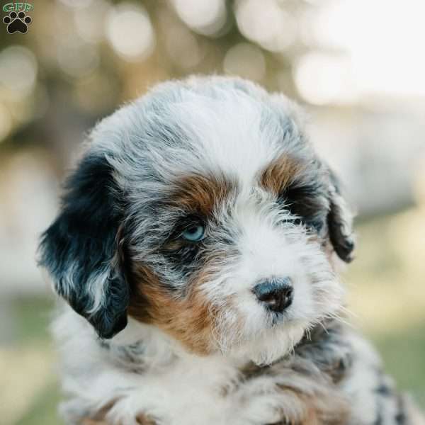 Tammy, Mini Bernedoodle Puppy