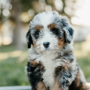 Tammy, Mini Bernedoodle Puppy