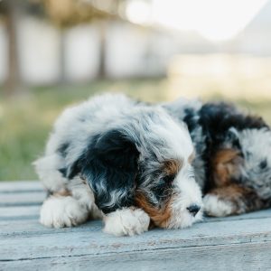 Tammy, Mini Bernedoodle Puppy