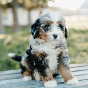 Tammy, Mini Bernedoodle Puppy