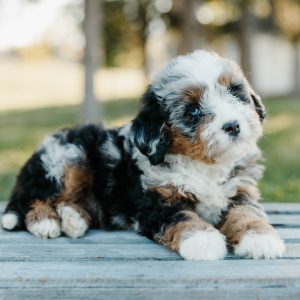 Tammy, Mini Bernedoodle Puppy