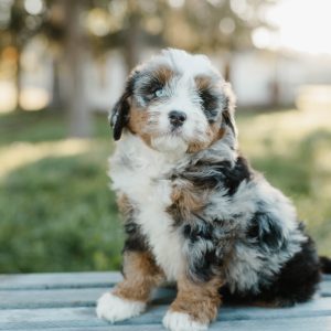 Tammy, Mini Bernedoodle Puppy