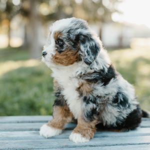 Tammy, Mini Bernedoodle Puppy