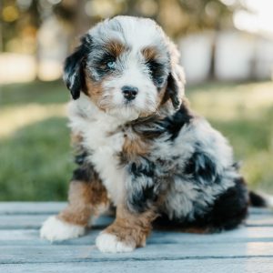 Tammy, Mini Bernedoodle Puppy
